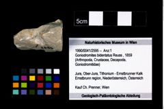 Foto (Objekt + Etikett) von Goniodromites bidentatus (Reuss, 1859)  (NHMW-GEO-1990-0041-2595)